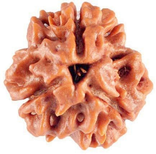 Brown rudraksha bead on a white background