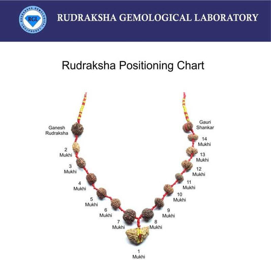 ShivaRatna Siddha Rudraksha Mala 1-14 Mukhi (Elite Beads) - Lab Certified - ShivaRatna
