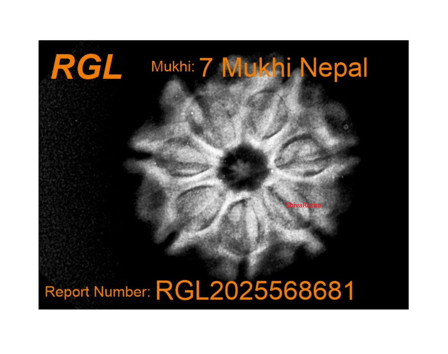 orignal 7mukhi by shivaratna
