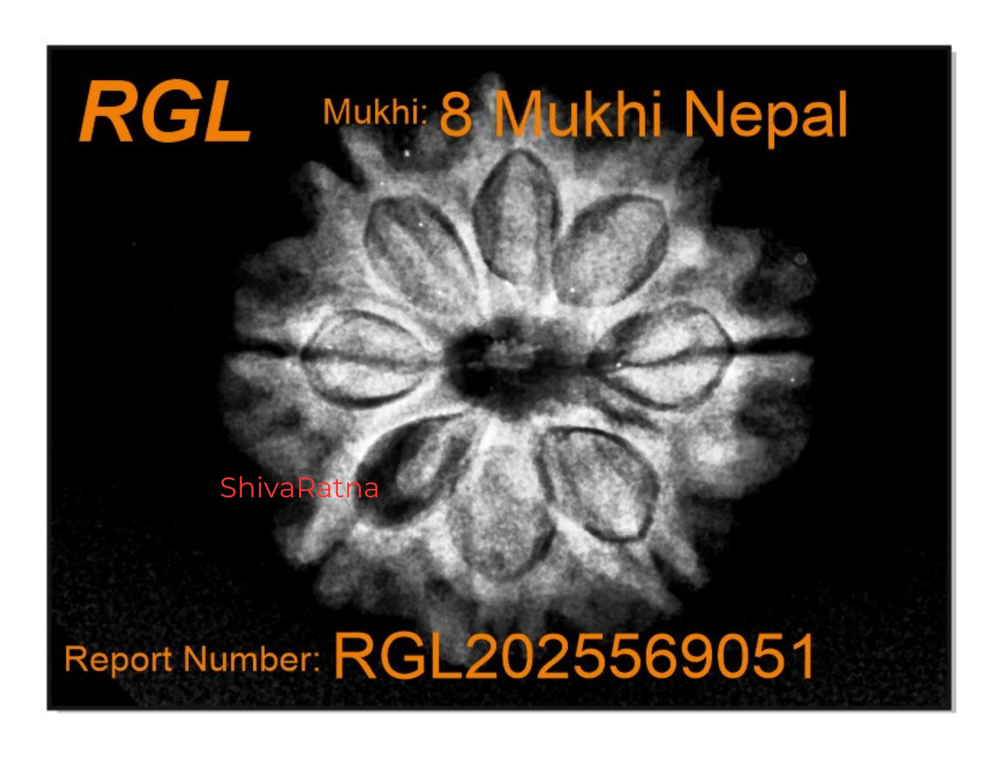 nepali 8mukhi iso certified with xray report energized bead by shivaratna