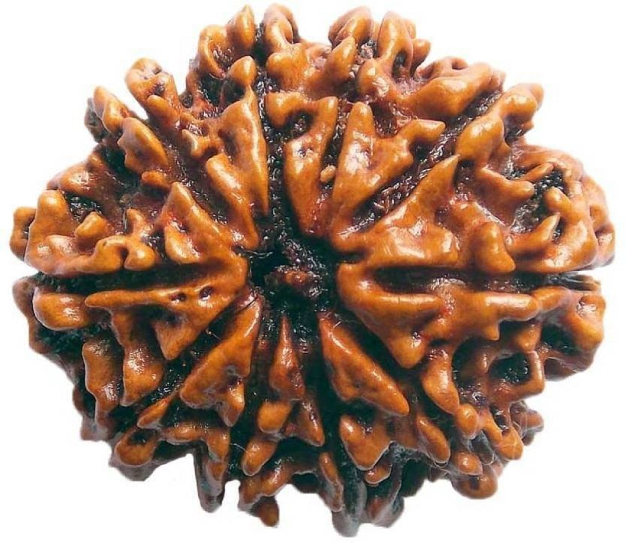 shivaratna rudraksha