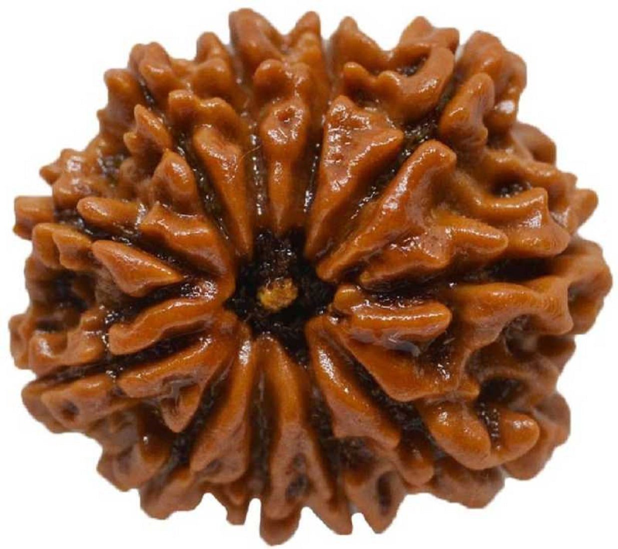 11mukhi rudraksha lab certified