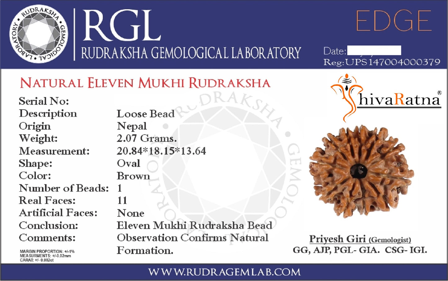 ShivaRatna Capricorn (Makar Rashi) Rudraksha – Success, Stability & Prosperity - ShivaRatna