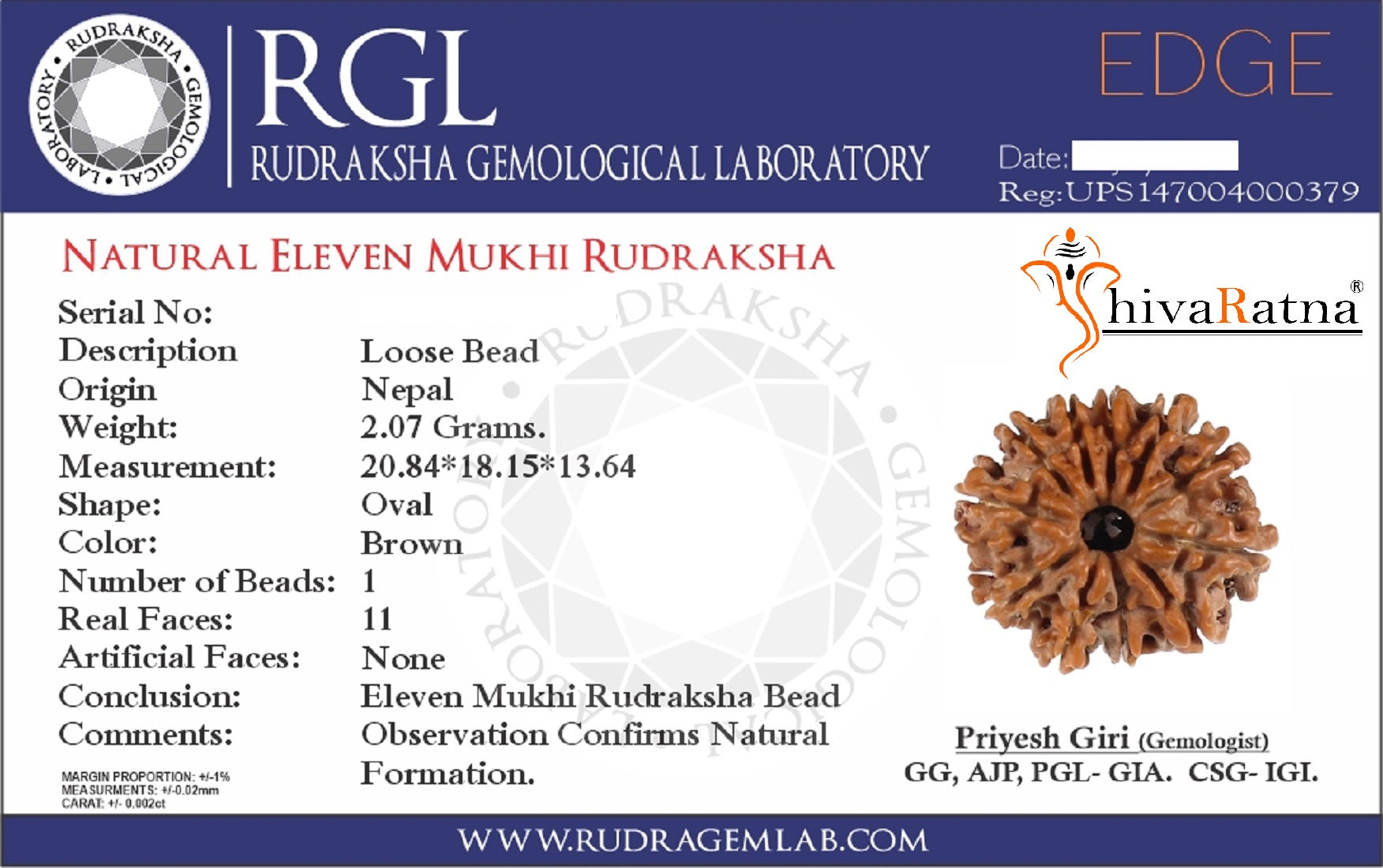 ShivaRatna Capricorn (Makar Rashi) Rudraksha – Success, Stability & Prosperity - ShivaRatna