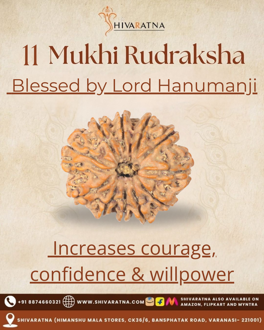11 Mukhi Rudraksha with text about blessings by Lord Hanumanji on a beige background