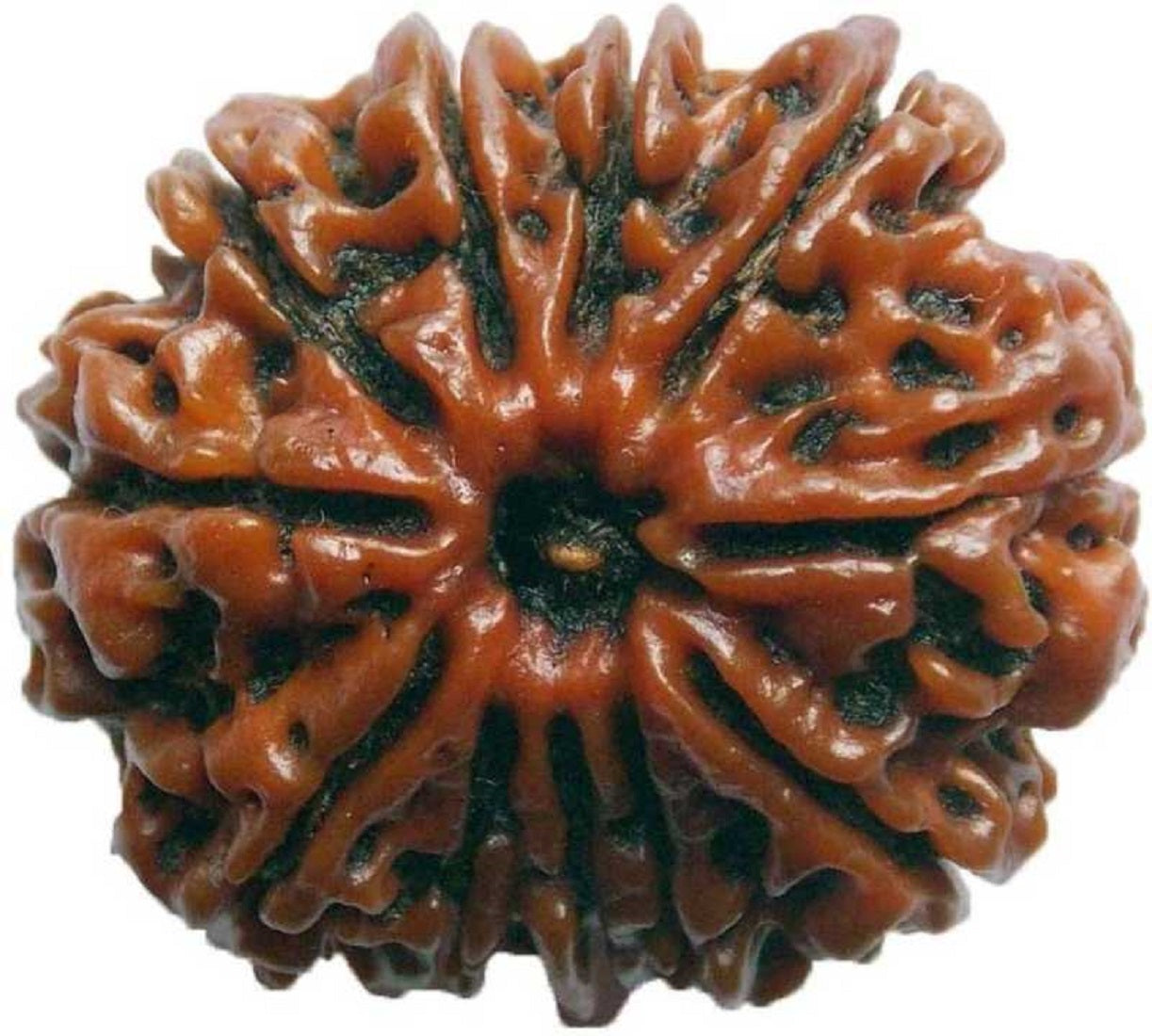 shivaratna 11muhi nepali rudrakksha with iso certified