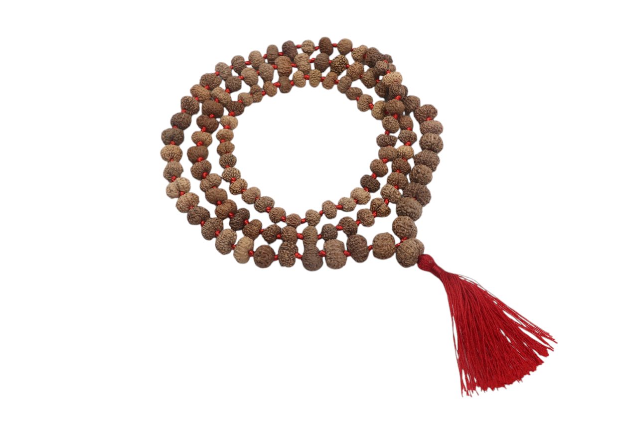 12 Mukhi indonesian origin rudraksha mala