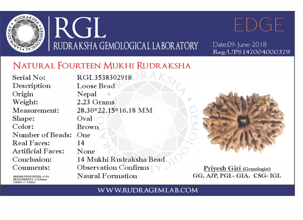 ShivaRatna Capricorn (Makar Rashi) Rudraksha – Success, Stability & Prosperity - ShivaRatna
