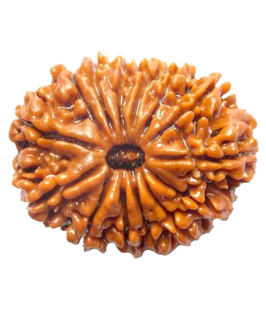 ShivaRatna 14 Mukhi Rudraksha -Lab Certified