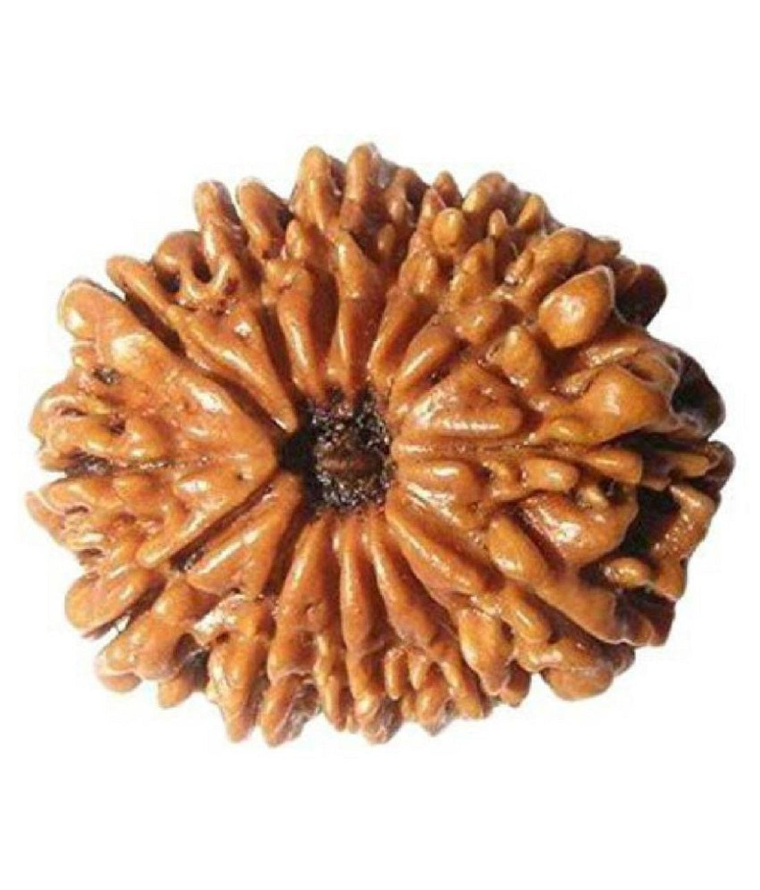 ShivaRatna 14 Mukhi Rudraksha -Lab Certified