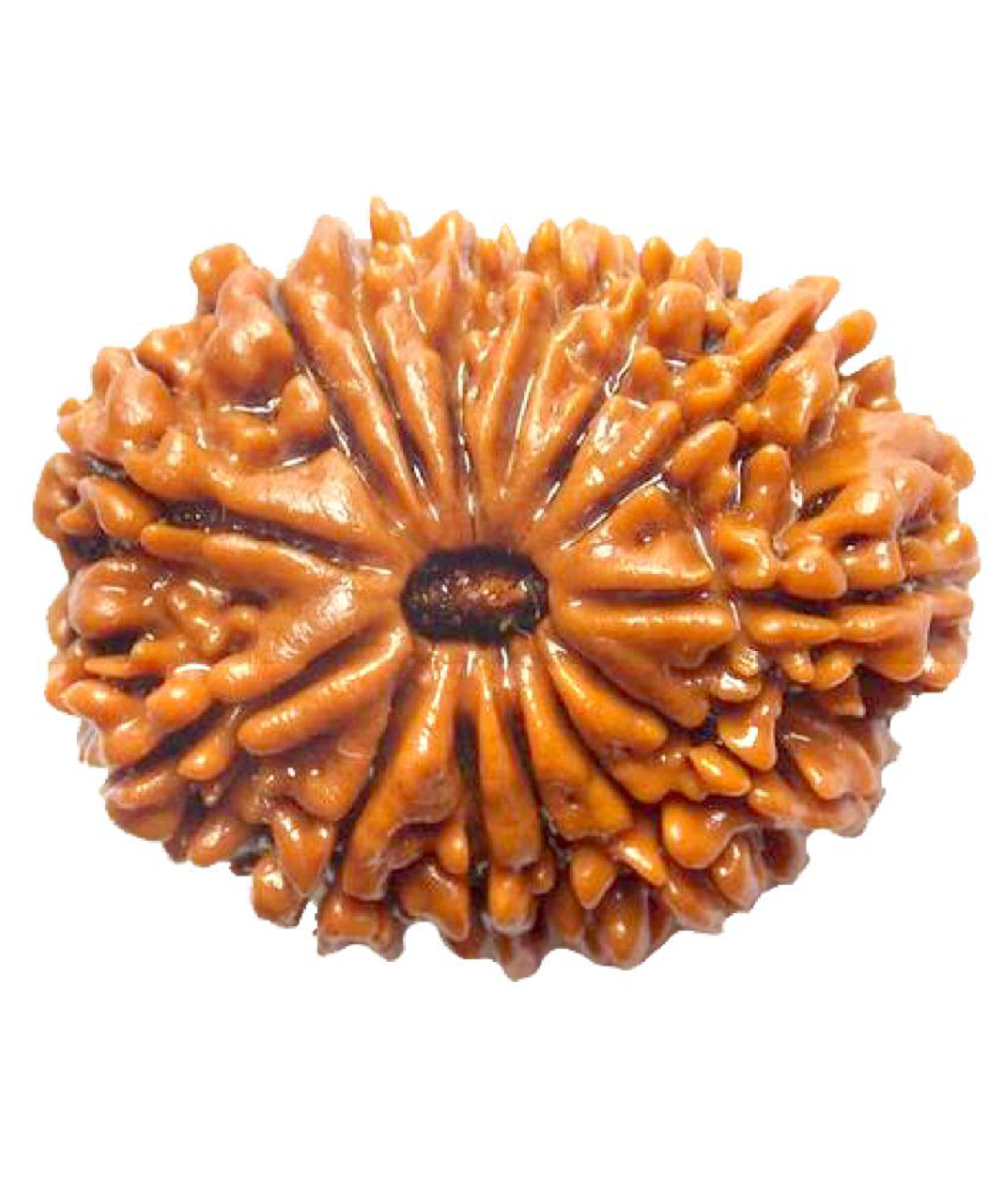 fully matured 14mukhi rudraksha 