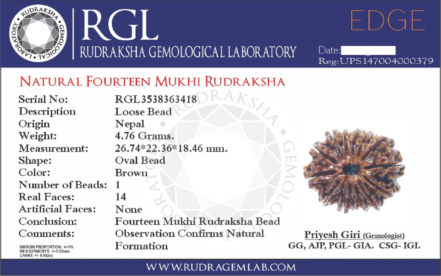 ShivaRatna 14 Mukhi Rudraksha -Lab Certified