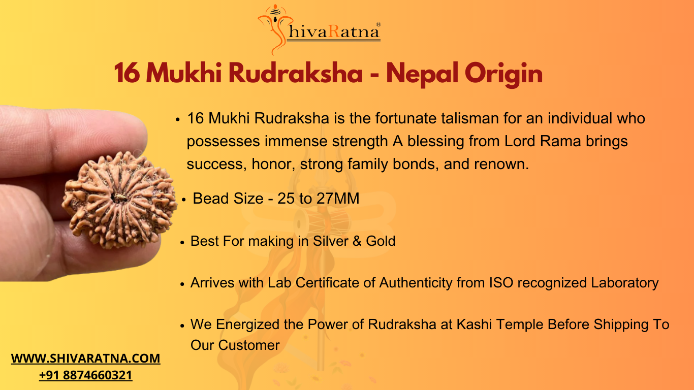 orignal 16mukhi rudraksha