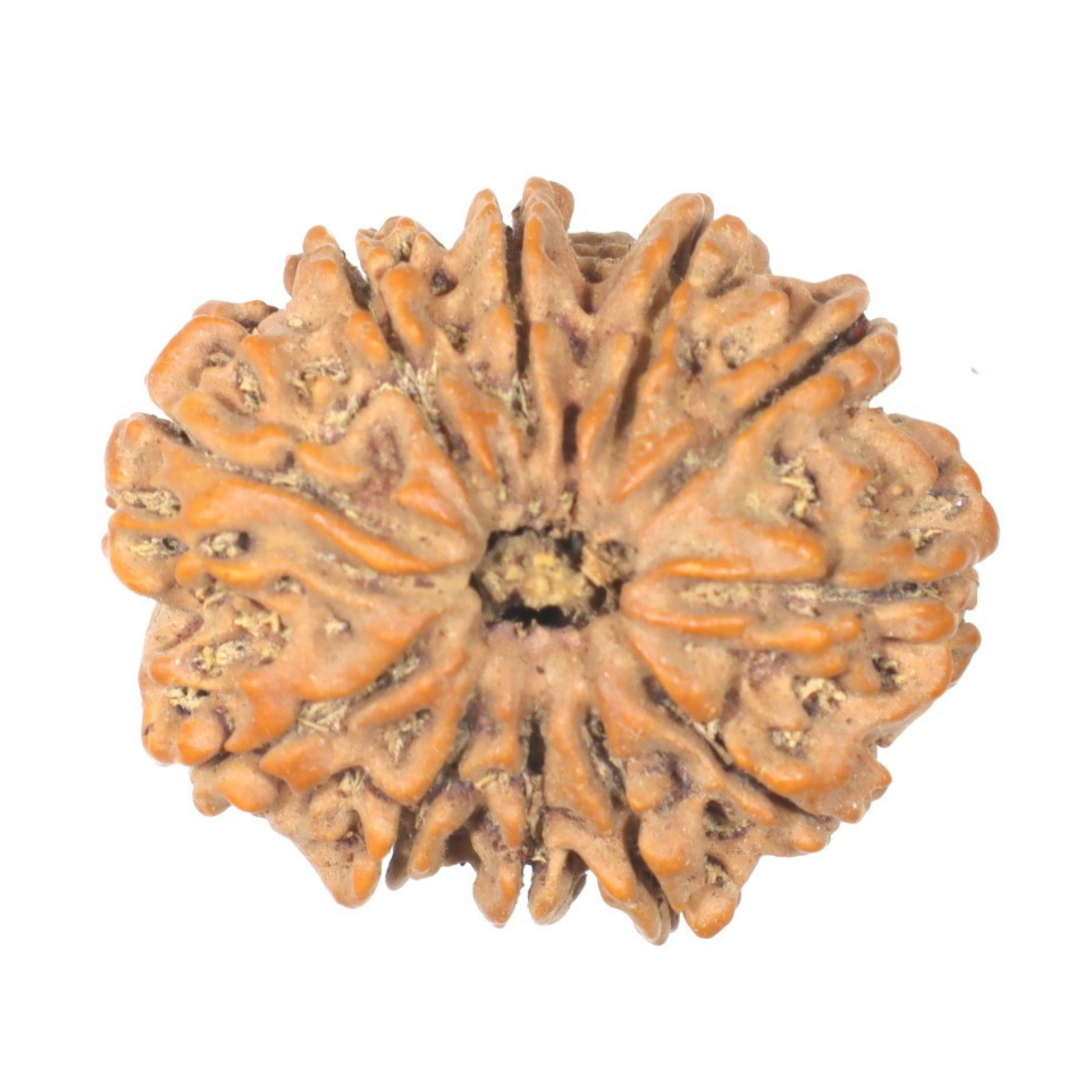 ShivaRatna 11 Mukhi Rudraksha Bead – Nepal Origin | X-Ray Verified | Handpicked | Mature & Premium Quality - ShivaRatna