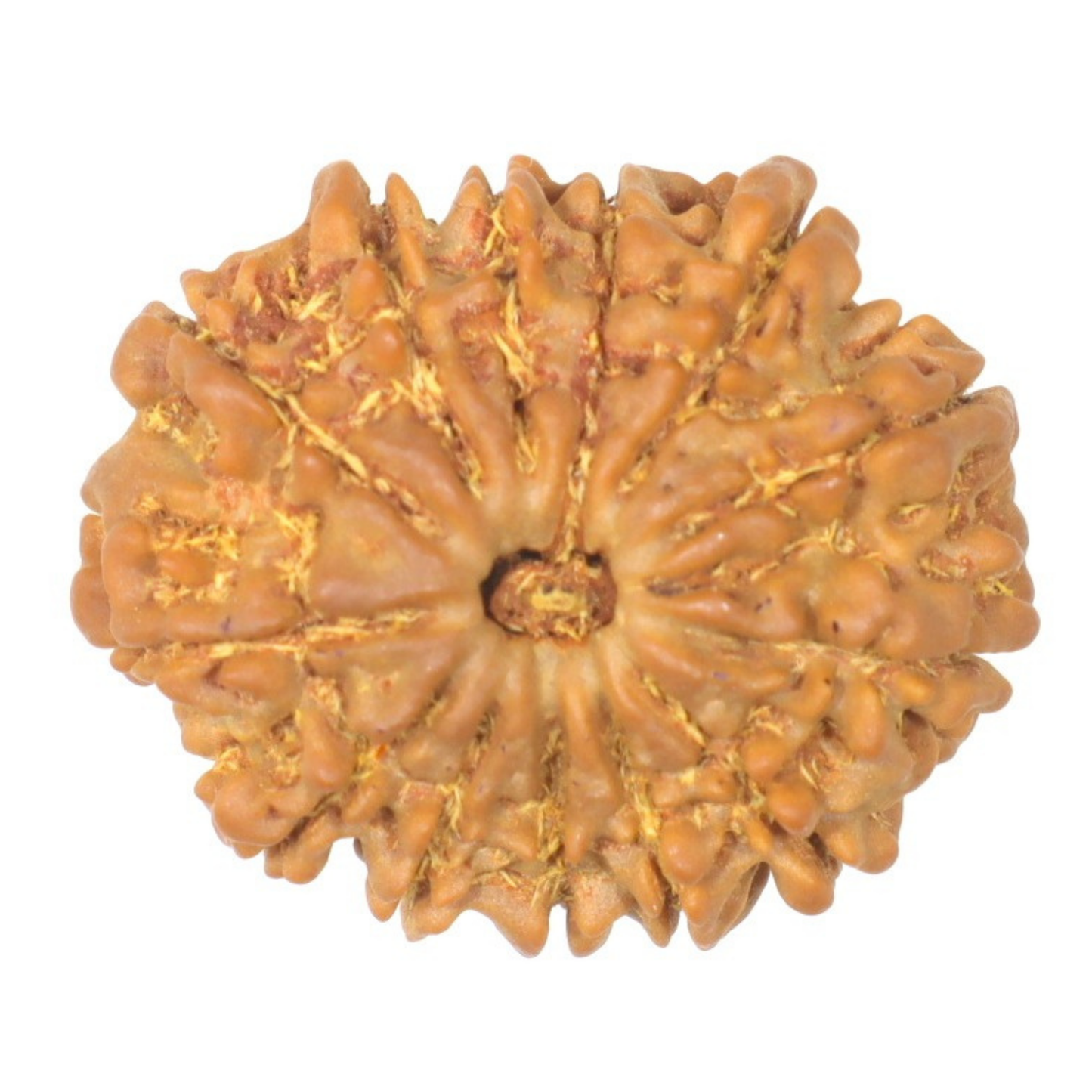 ShivaRatna 13 Mukhi Rudraksha Bead – Nepal Origin | X-Ray Verified | Handpicked | Mature & Premium Quality
