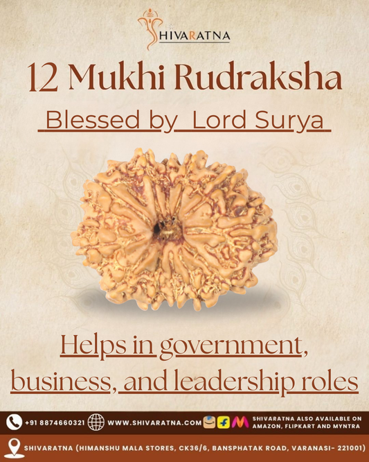 ShivaRatna 12 Mukhi Rudraksha Bead – Nepal Origin | X-Ray Verified | Handpicked | Mature & Premium Quality