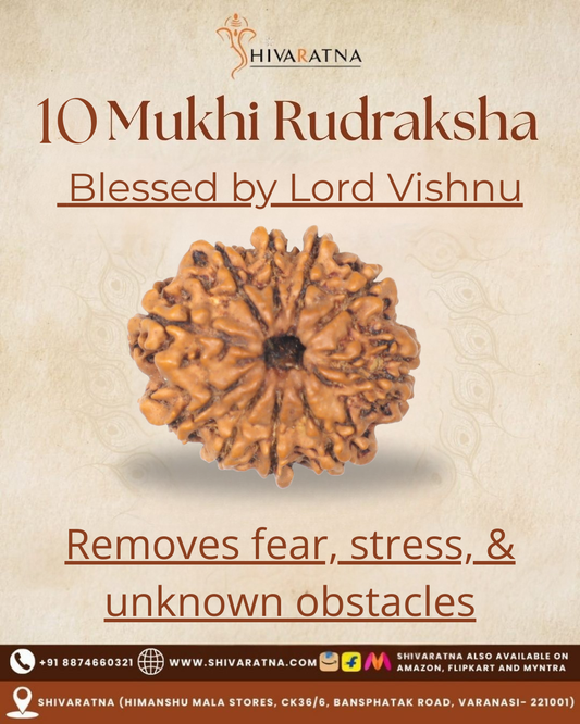 ShivaRatna 10 Mukhi Rudraksha Bead – Nepal Origin | X-Ray Verified | Handpicked | Mature & Premium Quality