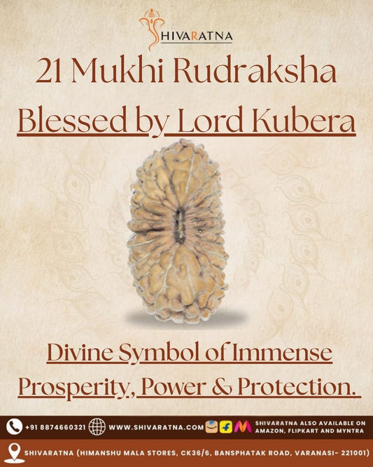 ShivaRatna 21 Mukhi Rudraksha – Certified Indonesian Bead, Well-Formed & Mature, with X-Ray Report - ShivaRatna