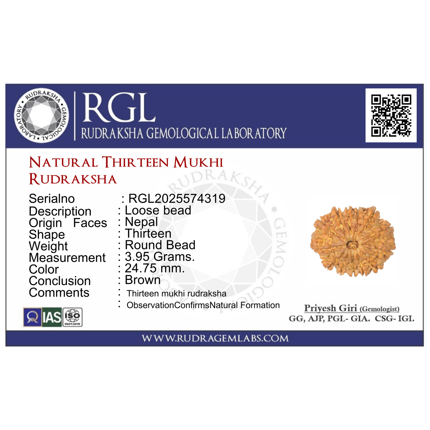 ShivaRatna 13 Mukhi Rudraksha Bead – Nepal Origin | X-Ray Verified | Handpicked | Mature & Premium Quality