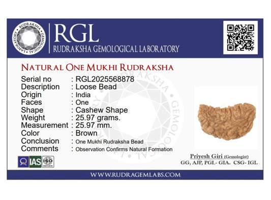 ShivaRatna1 Mukhi X Ray Certified Rudraksha Bead - Hand Picked - One Face - | Good Shape and Grown Beads