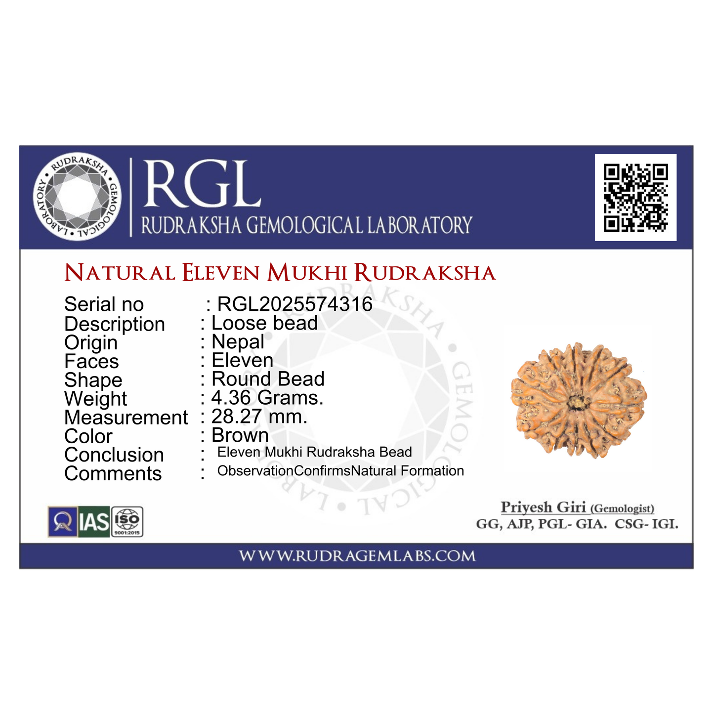 ShivaRatna 11 Mukhi Rudraksha Bead – Nepal Origin | X-Ray Verified | Handpicked | Mature & Premium Quality - ShivaRatna
