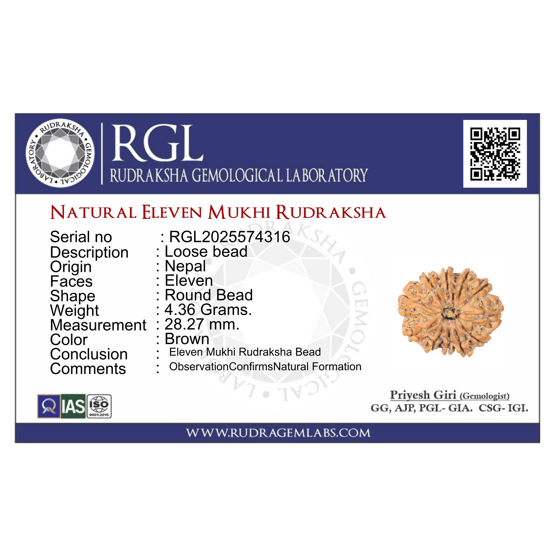 ShivaRatna 11 Mukhi Rudraksha Bead – Nepal Origin | X-Ray Verified | Handpicked | Mature & Premium Quality - ShivaRatna