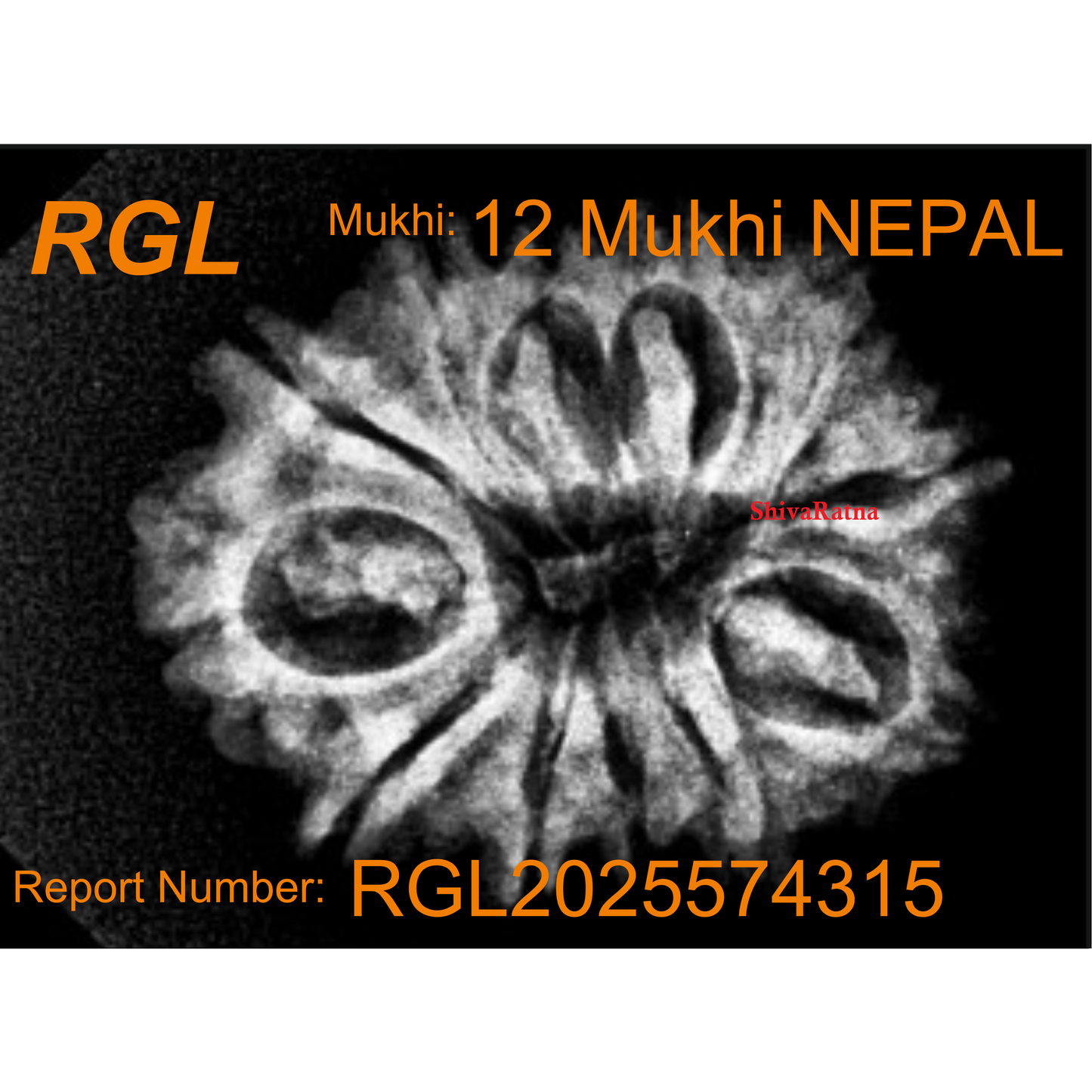 ShivaRatna 12 Mukhi Rudraksha Bead – Nepal Origin | X-Ray Verified | Handpicked | Mature & Premium Quality