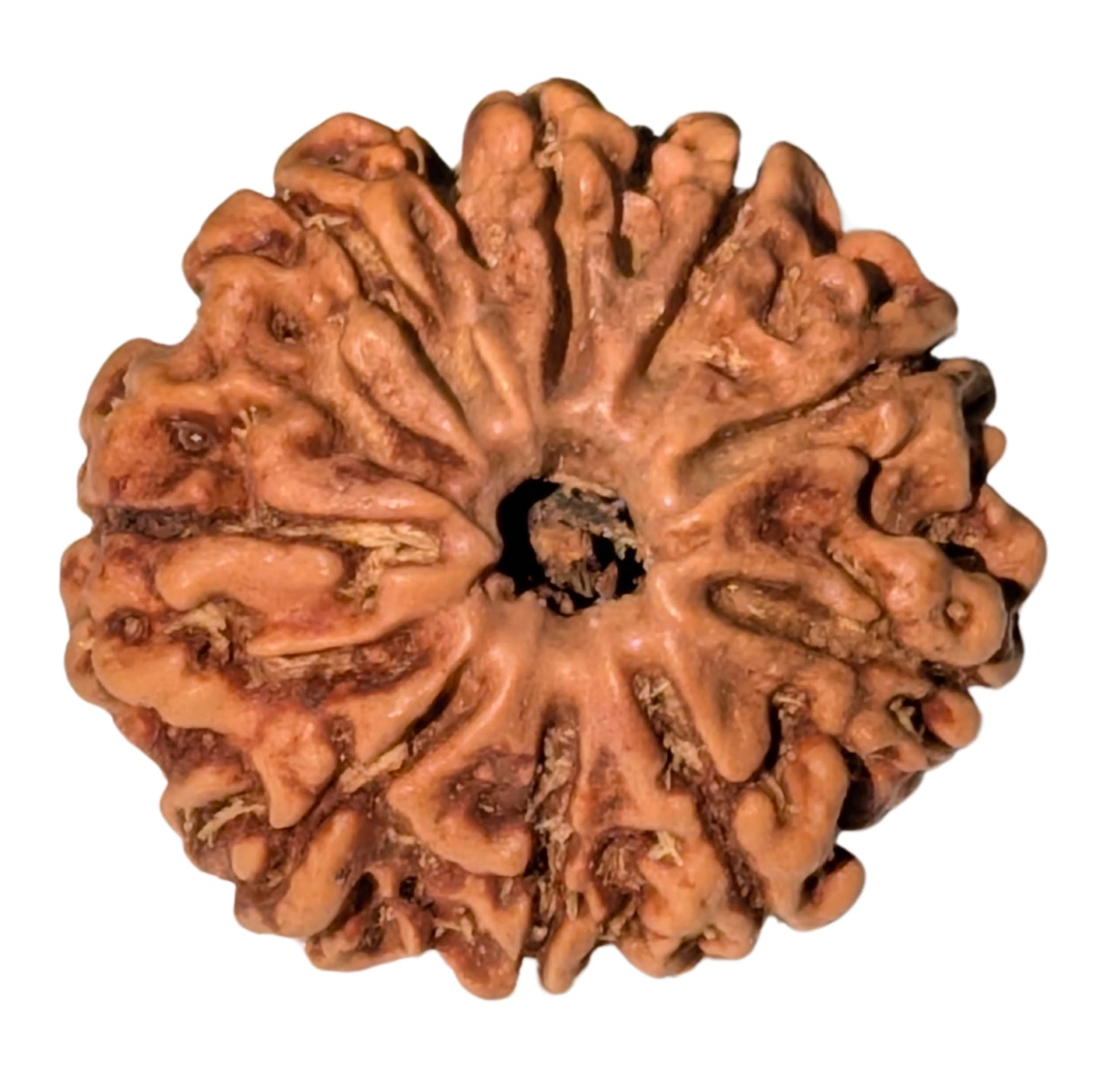 ShivaRatna 9 Mukhi Rudraksha – Certified Nepali Bead, Well-Formed and Fully Matured with X-Ray Verification