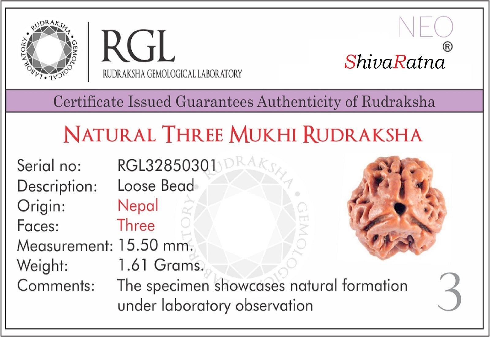rudraksha certifiecate by shivaratna
