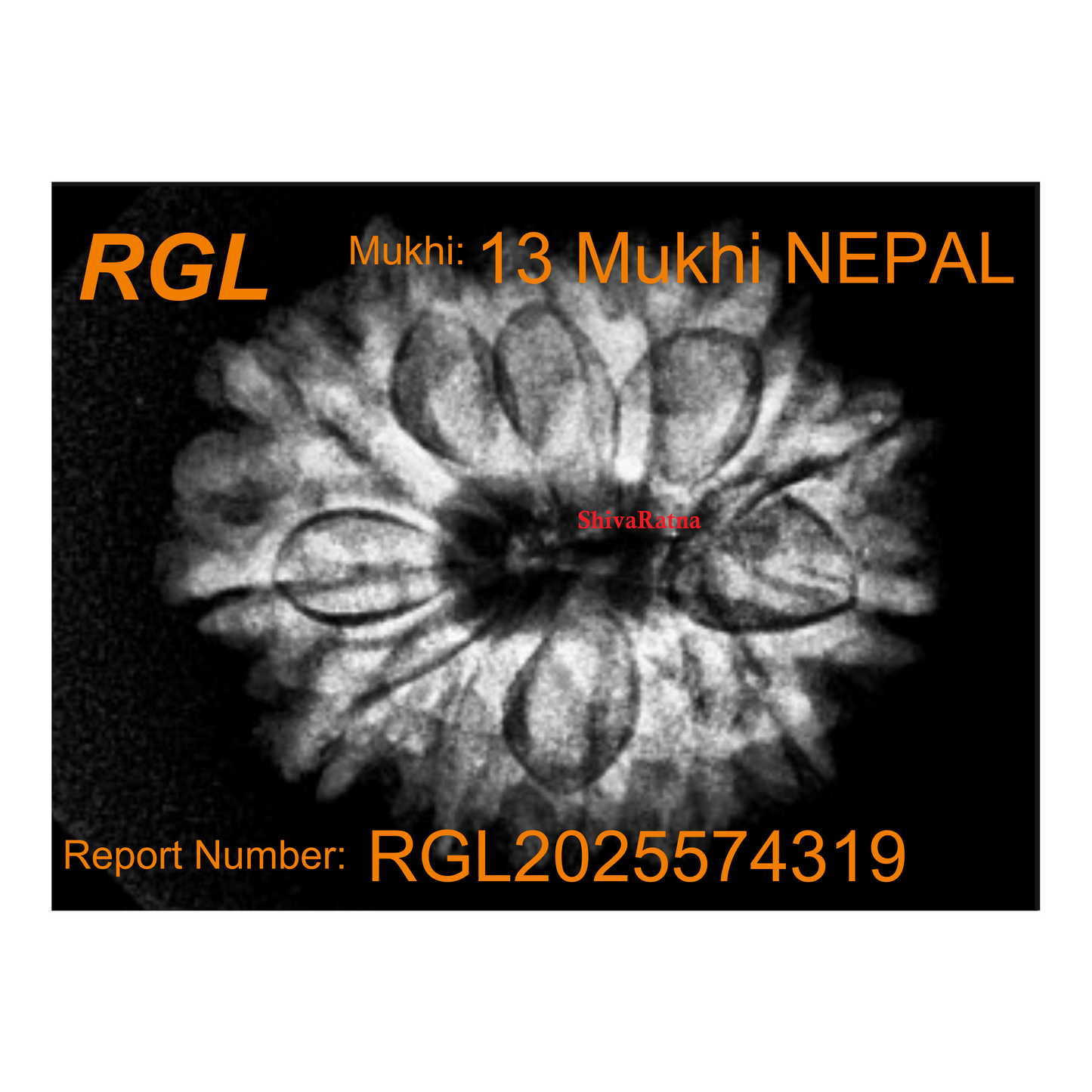 ShivaRatna 13 Mukhi Rudraksha Bead – Nepal Origin | X-Ray Verified | Handpicked | Mature & Premium Quality