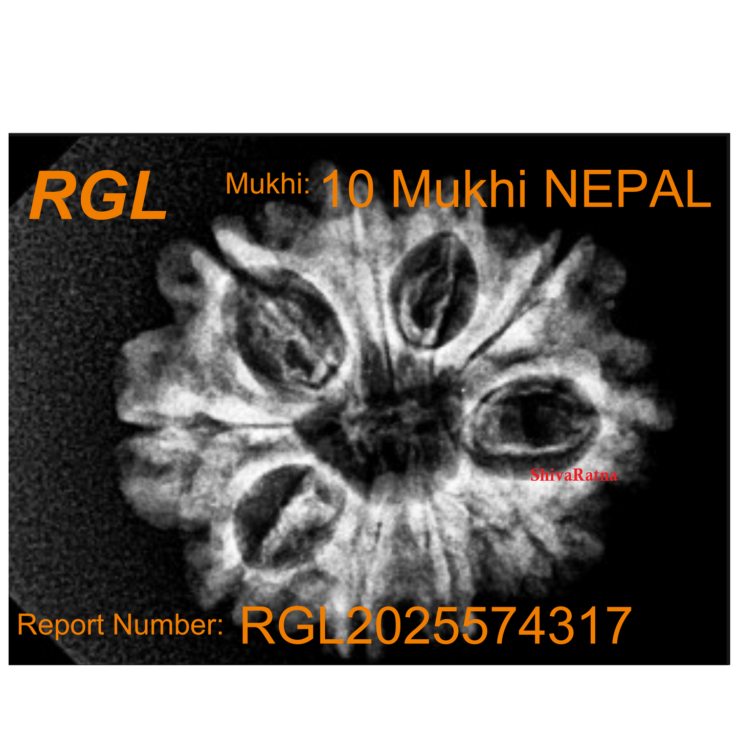 ShivaRatna 10 Mukhi Rudraksha Bead – Nepal Origin | X-Ray Verified | Handpicked | Mature & Premium Quality