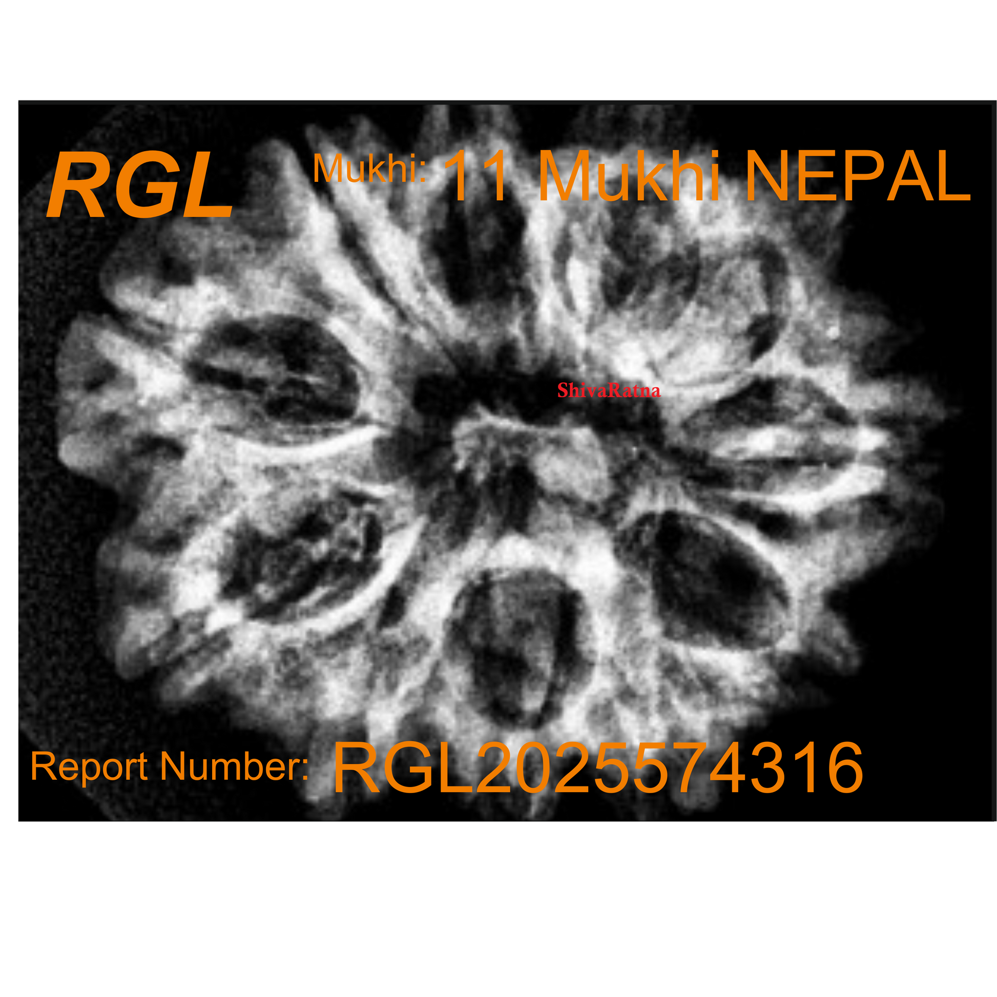 ShivaRatna 11 Mukhi Rudraksha Bead – Nepal Origin | X-Ray Verified | Handpicked | Mature & Premium Quality - ShivaRatna