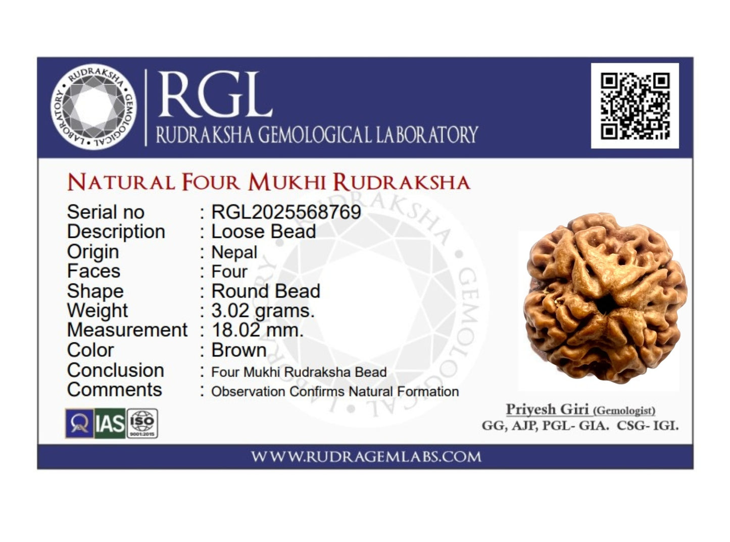 ShivaRatna 4 Mukhi Rudraksha – Certified Nepali Bead, Well-Formed and Fully Matured with X-Ray Verification
