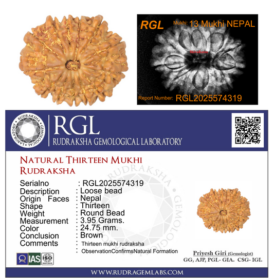 ShivaRatna 13 Mukhi Rudraksha Bead – Nepal Origin | X-Ray Verified | Handpicked | Mature & Premium Quality