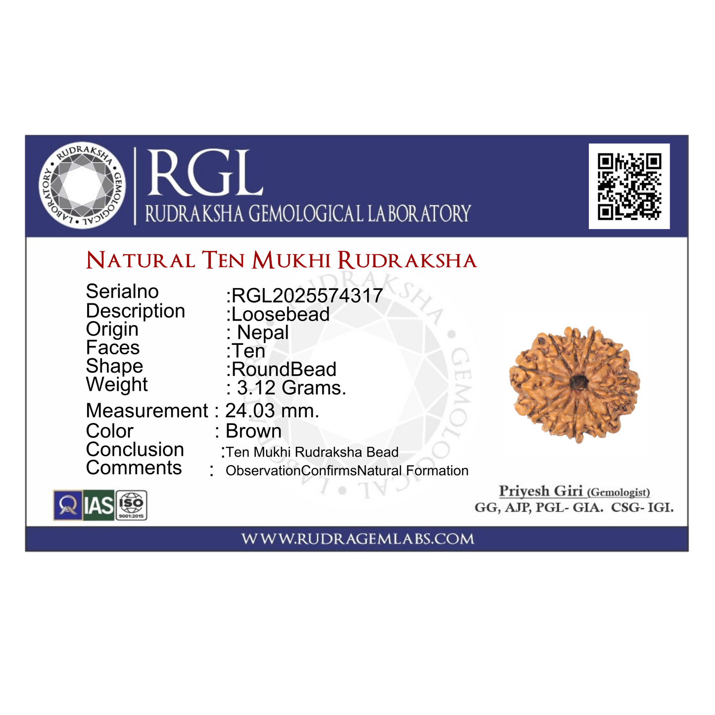 ShivaRatna 10 Mukhi Rudraksha Bead – Nepal Origin | X-Ray Verified | Handpicked | Mature & Premium Quality