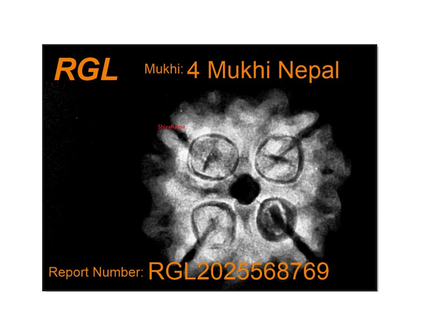 ShivaRatna 4 Mukhi Rudraksha – Certified Nepali Bead, Well-Formed and Fully Matured with X-Ray Verification