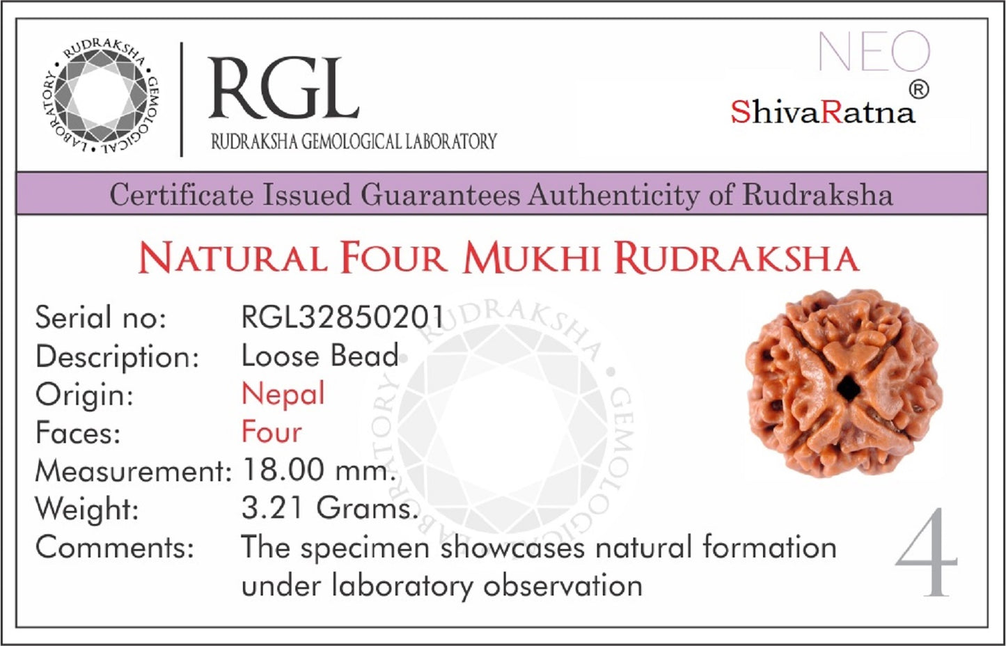 ShivaRatna 4 Mukhi Nepali Rudraksha Guru Mani with Pure Silver Cap, Lab Certification paired with 108-bead of 5 Mukhi Mala