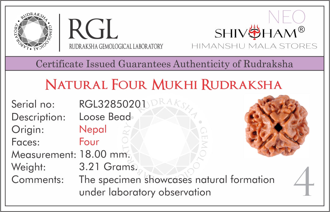 ShivaRatna Virgo Rudraksha- Intelligence & Focus - ShivaRatna