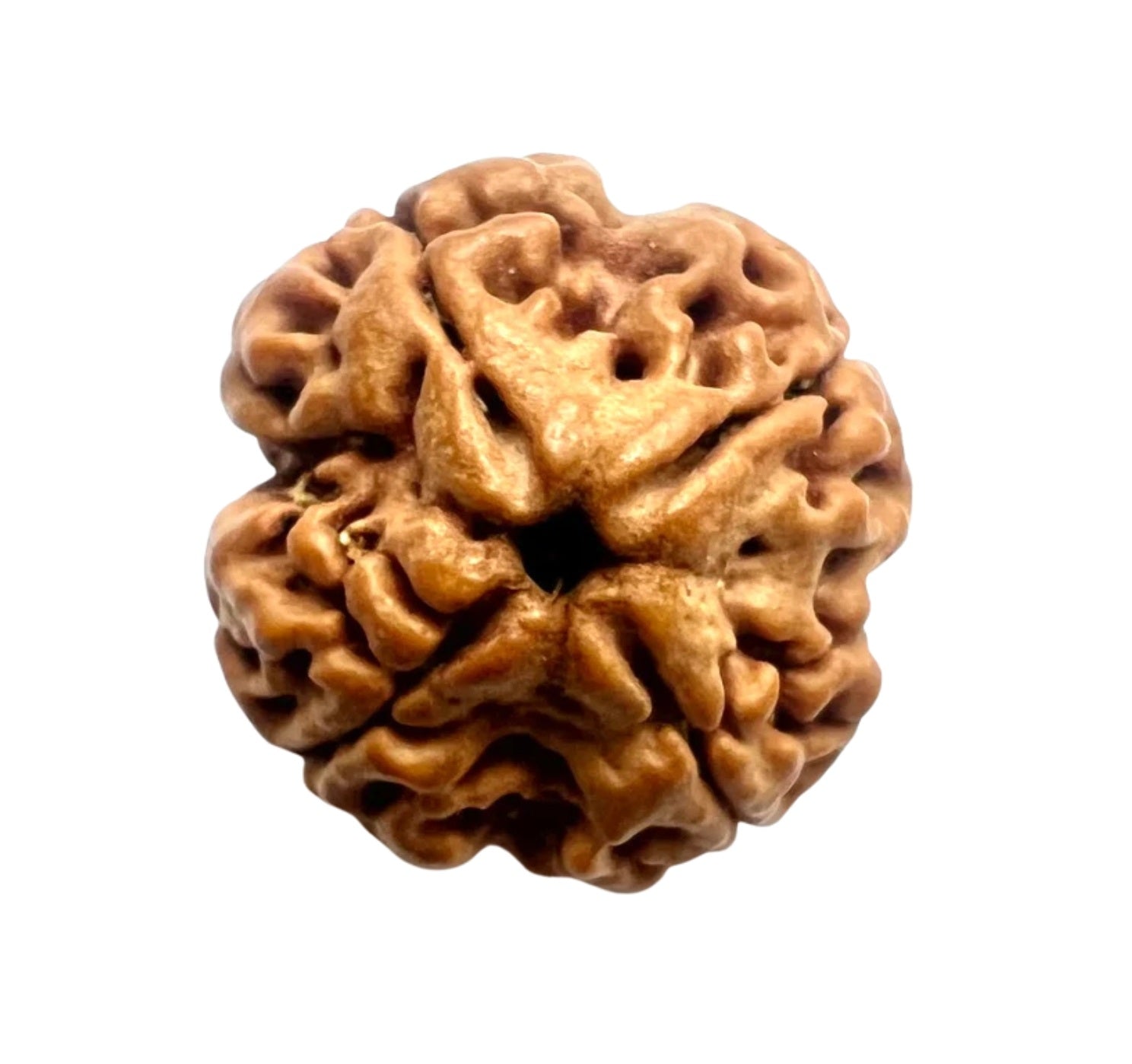 iso certified rudraksha by shivaratna
