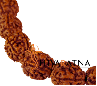 orignal hand picker rudraksha by shivaratna