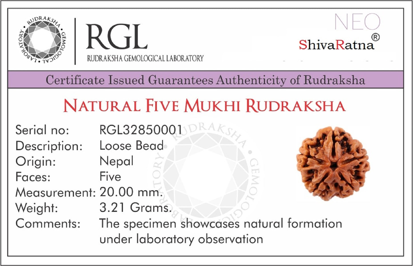 certified rudraksha