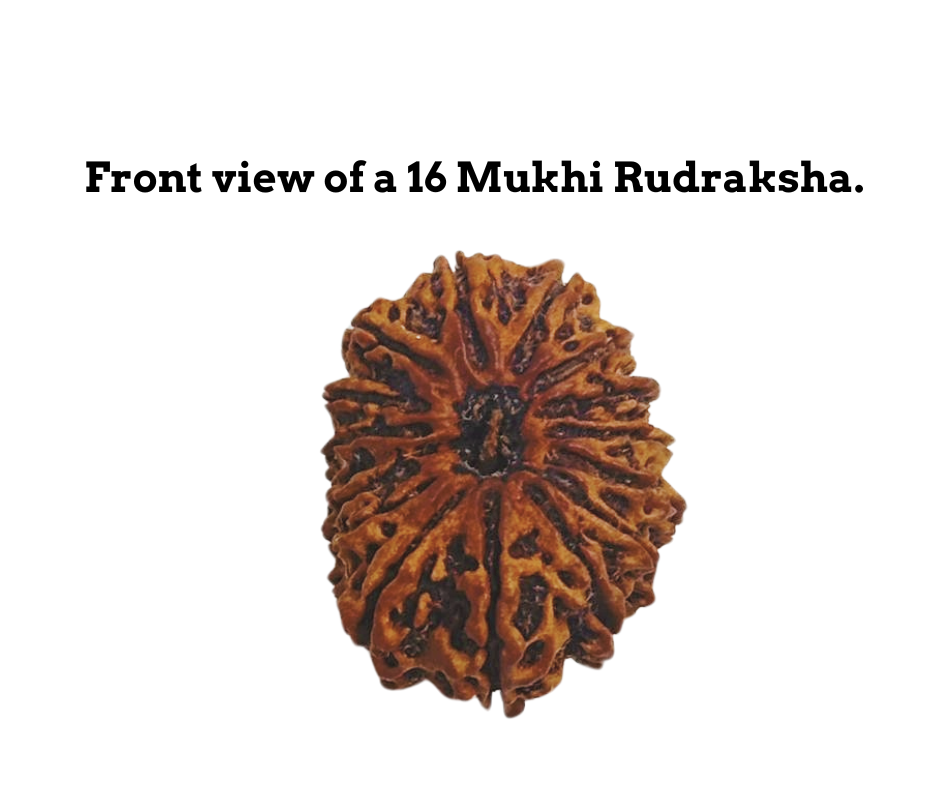 ShivaRatna 16 Mukhi/ Sixteen Face Rudraksha with Certificate of Authenticity (Elite Range)