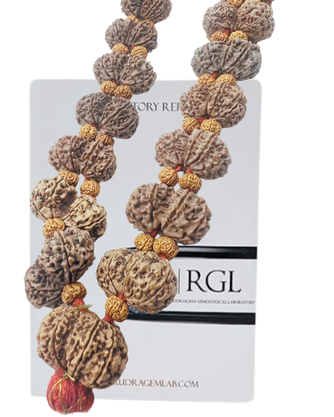 ShivaRatna Gaurishankar Kantha Rudraksha Mala-32 Elite beads (lab Certified)