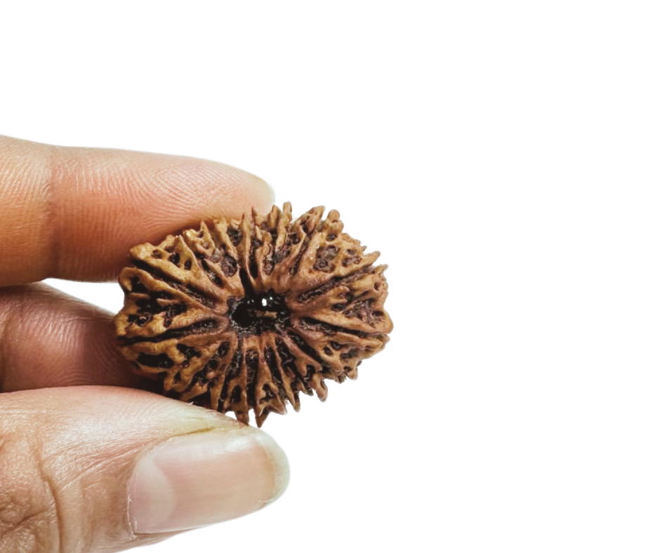 ShivaRatna 16 Mukhi/ Sixteen Face Rudraksha with Certificate of Authenticity (Elite Range)