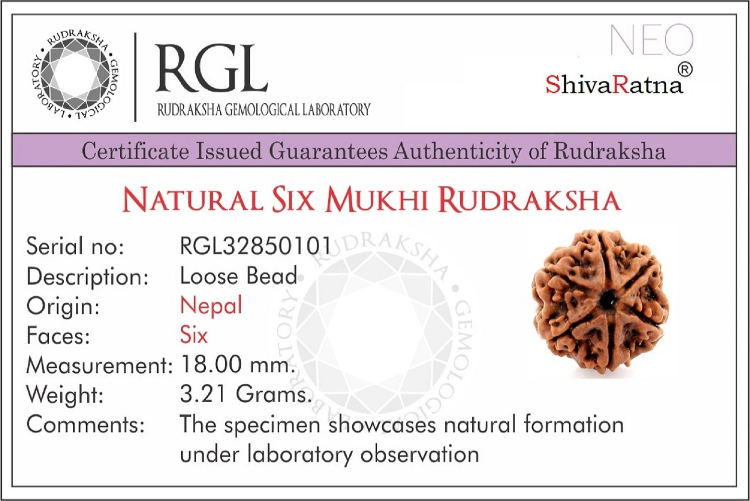 certified rudraksha