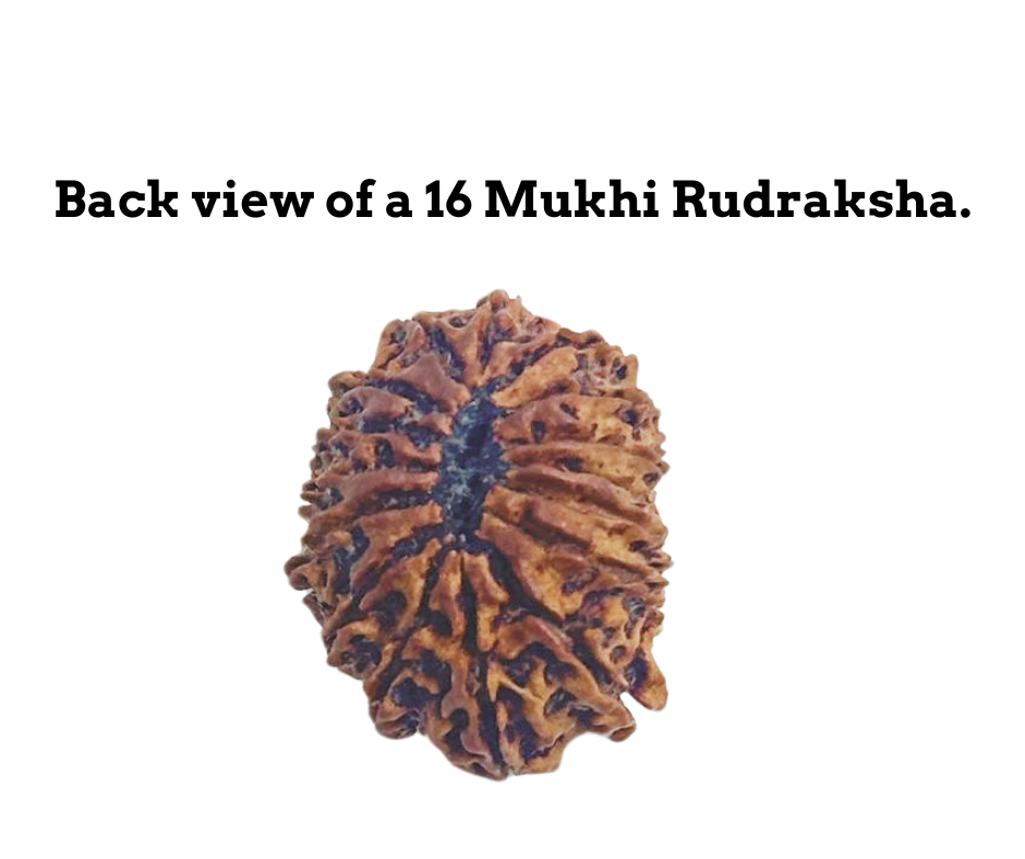 ShivaRatna 16 Mukhi/ Sixteen Face Rudraksha with Certificate of Authenticity (Elite Range)