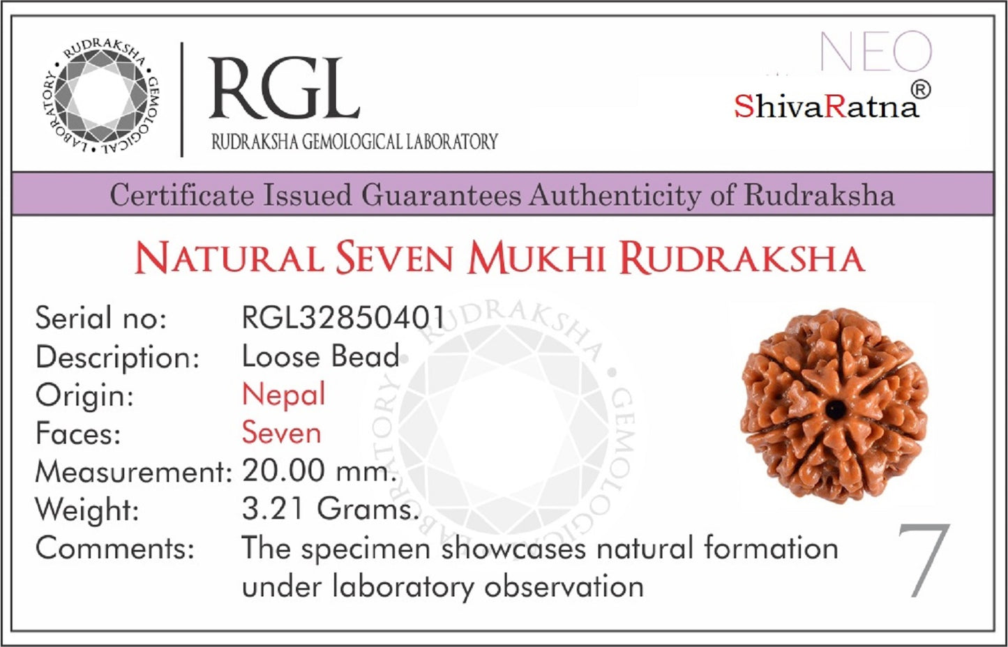 ShivaRatna Aquarius  Rudraksha - Stability & Prosperity - ShivaRatna