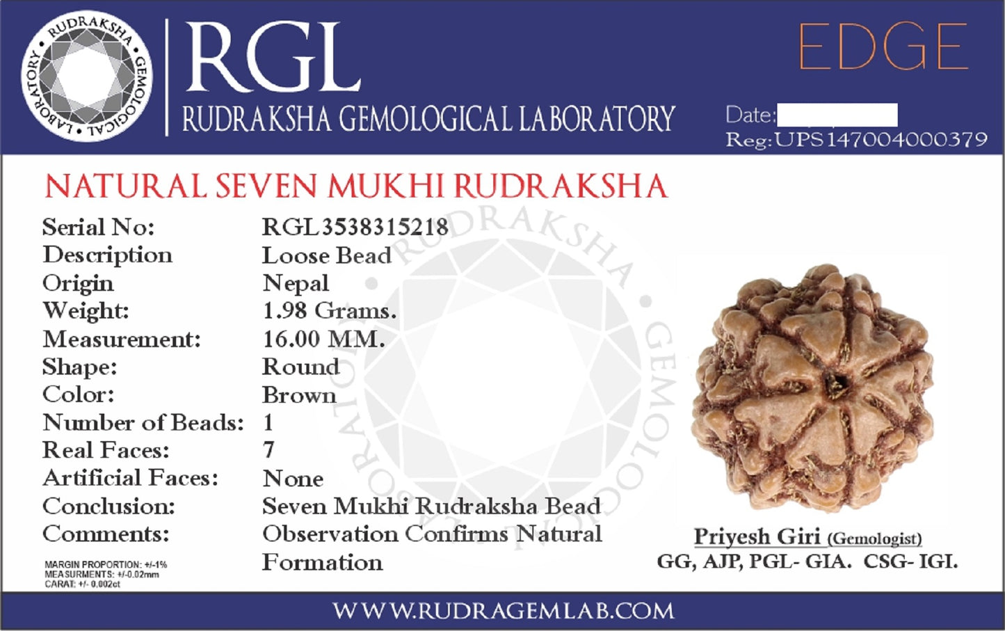 certified rudraksha- 7mukhi rudraksha