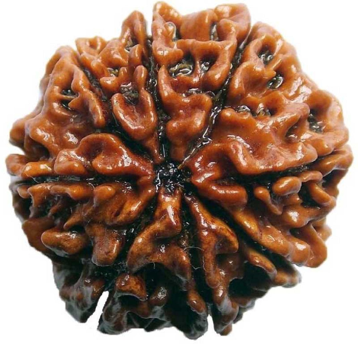 ShivaRatna 8 Mukhi Nepali Rudraksha Made in Pure Silver Cap - Lab Certified