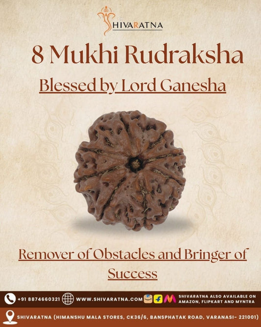 ShivaRatna 8 Mukhi Rudraksha – Certified Nepali Bead, Well-Formed and Fully Matured with X-Ray Verification